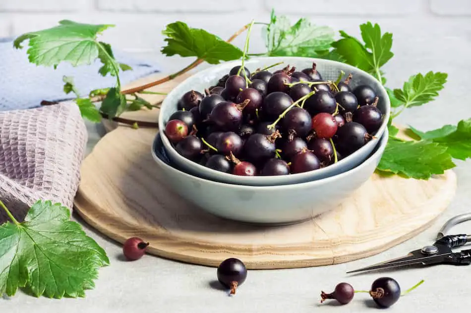 Fresh black currants in a white bowl on a wooden platter, surrounded by green leaves.